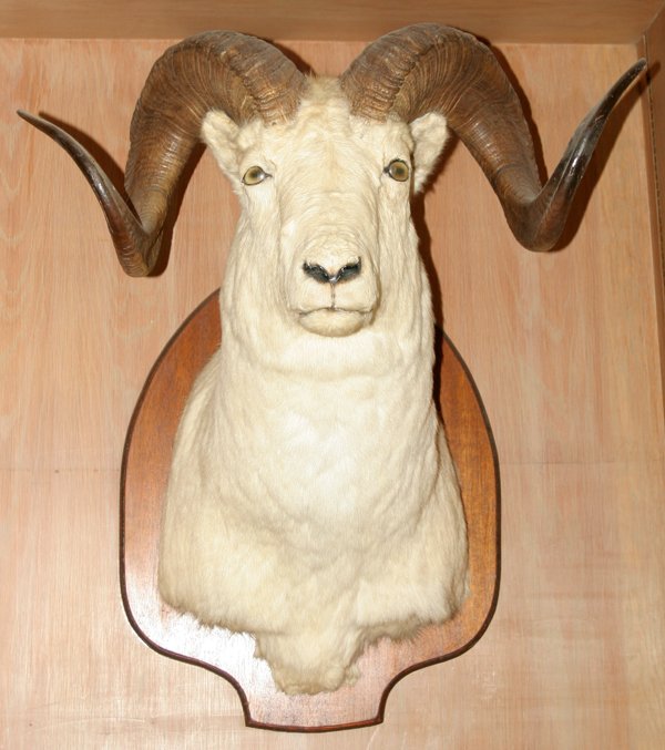 Rams-head.jpg