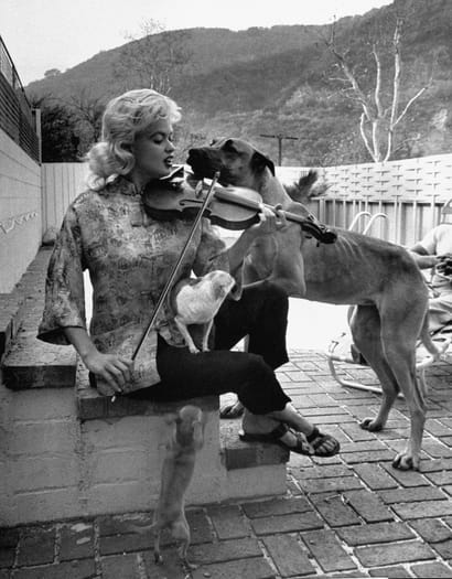 jayne mansfield violin and dogs 2