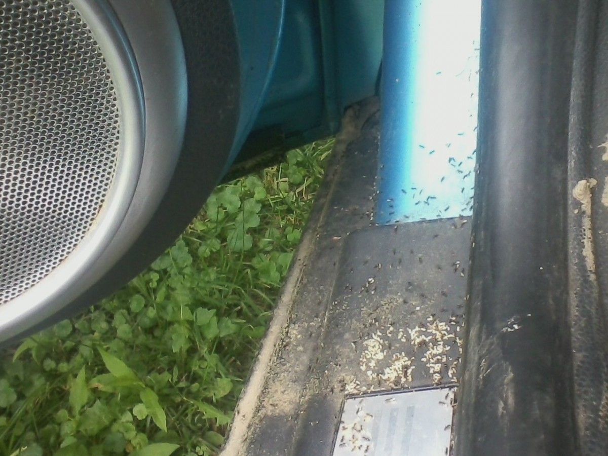 In addition to being a Question Of The Day, consider this post a warning: do not park your car for any extended period on an unpaved surface (if you can [&hellip;]
