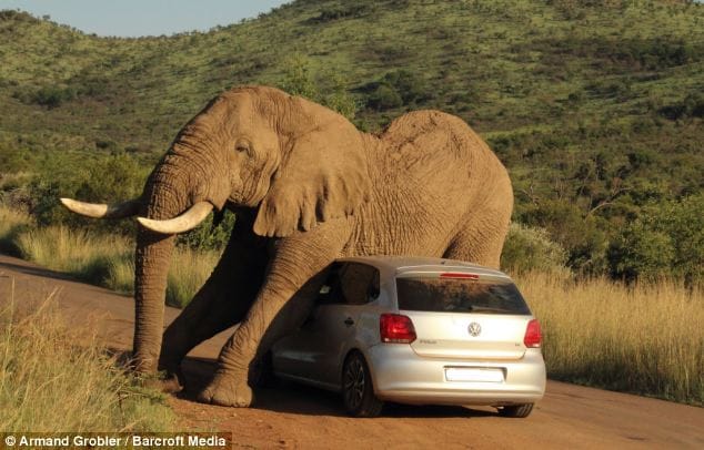 Car Love Outtake: VW Polos Are So Hot! 1 Elephant and Polo