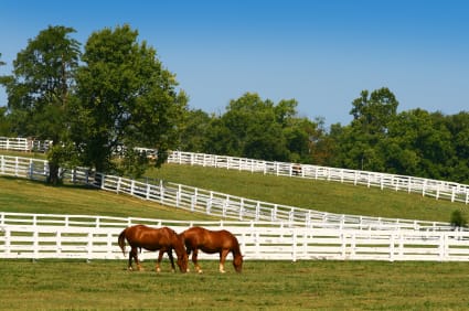 COAL: Pentastar Partners- Short Timers 10 horse-property