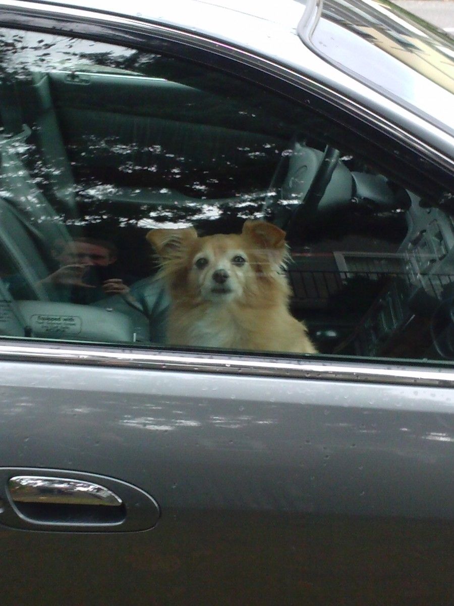 Curbside Quandry: 3000 Mile Coast Road Trip In My 2000 Acura Or in A Rental? 3 Image property of Bagel the Wonderdog