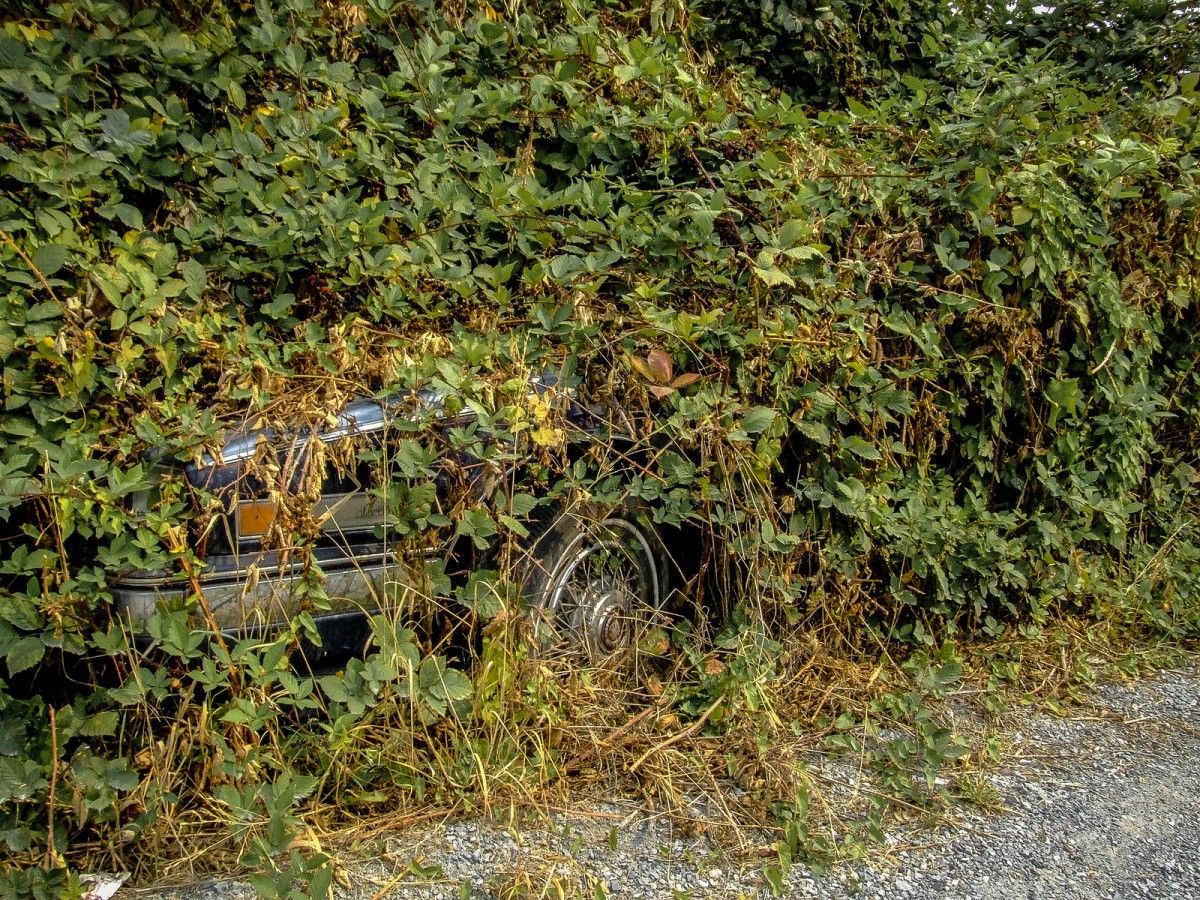 Ralf K on the Curbside Classic Cohort shared this picture of a car he found that has been almost completely consumed by greenery. Despite this melange of organic material and [&hellip;]
