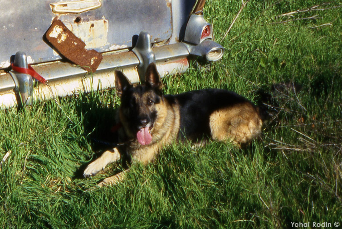 This is a nostalgic-sympathetic post of a thirty-years-old Saturday stroll, heading into a junkyard with an aim to photograph specific classics. Oh, and accompanied by faithful Laish.