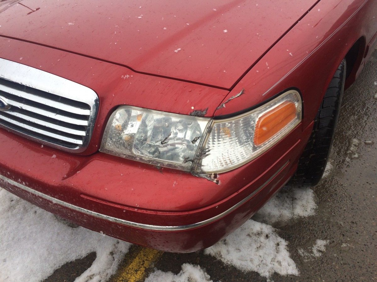 Poor bird...