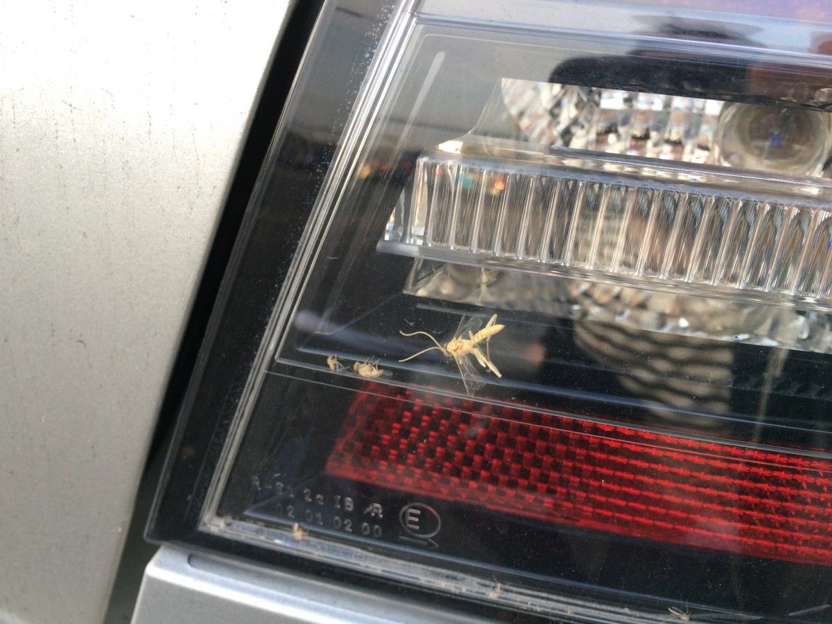 QOTD: What Is The Strangest Issue You Have Had With A Car? 1 holden calais bug
