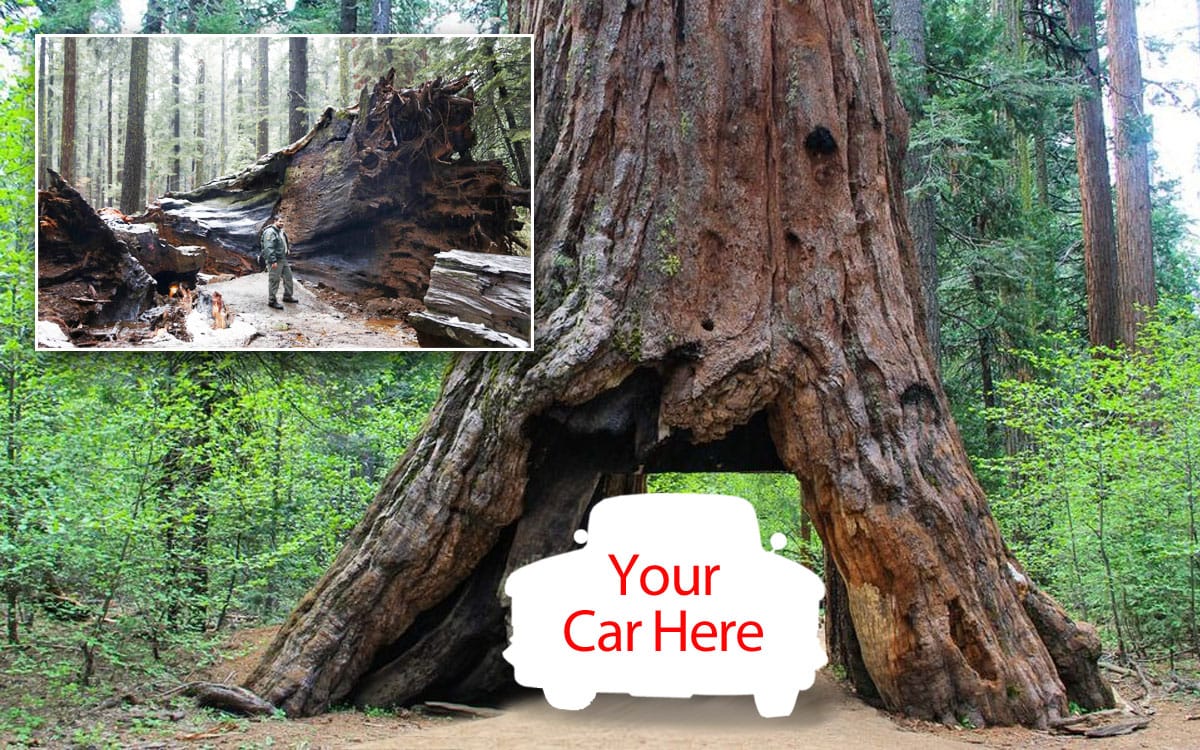 Conservationists and nature lovers were saddened by the collapse of the Pioneer’s Cabin Tree in Calaveras Big Tree State Park on January 8, 2017. It had been among a dwindling number of [&hellip;]