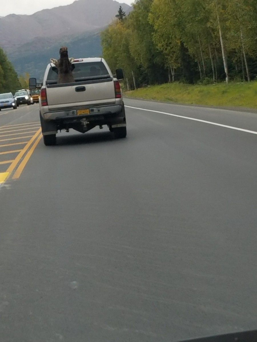 &nbsp; My sister Ruth sent this shot to me the other day via text, asking me if I could identify what’s in the bed. Since she lives in Alaska, that [&hellip;]