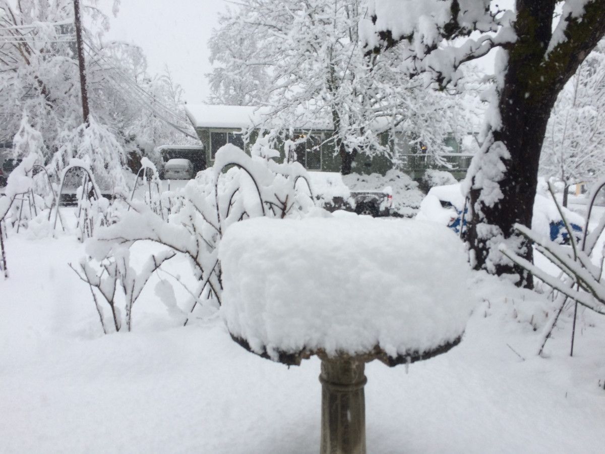 We get snow occasionally in Eugene, but usually it’s a couple of inches that are soon gone. But when I opened the front door this morning, this is what I [&hellip;]