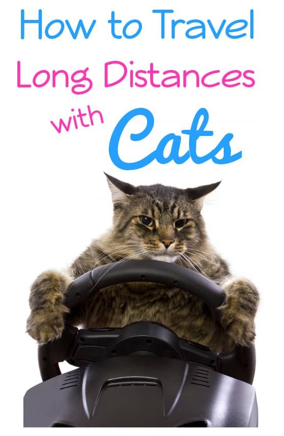 Recently COAL contributor RetroJerry told us a story about traveling with a cat in a Chrysler PT Cruiser.  In the comments, Oh!Gust made mention of driving a cat from Czechoslovakia into [&hellip;]