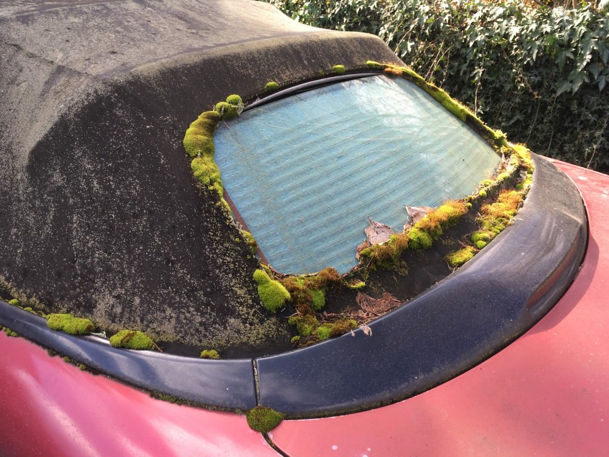 The Pacific Northwest has long, wet winters. And things like to grow, as a consequence: trees, crops, moss, lichens. We can see two of them in rather advanced stages on [&hellip;]