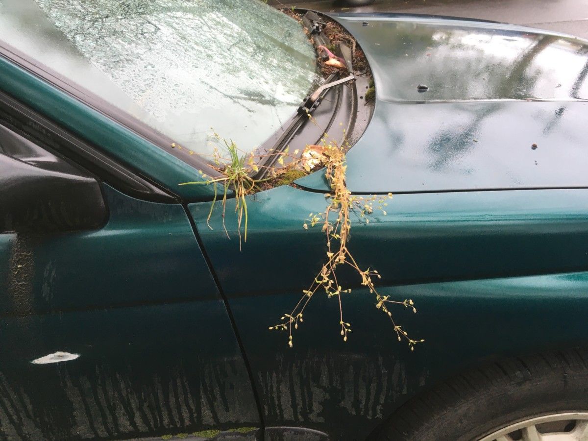 Back in the day, Subarus had an image of being earthy. This one is confirming that, seeing how it’s sprouting its own little garden of native plants. Are they edible? [&hellip;]