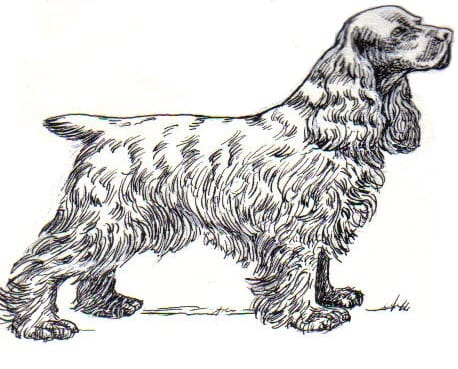 COAL 6: The 1970s, Part II - Barking and Forthing 5 Cocker spaniel PSF