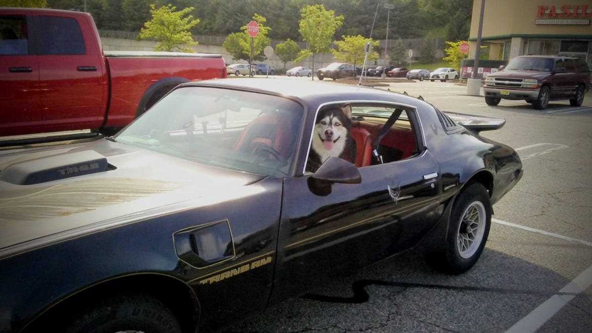 Imagine my surprise when I came across this in the shopping center parking lot!