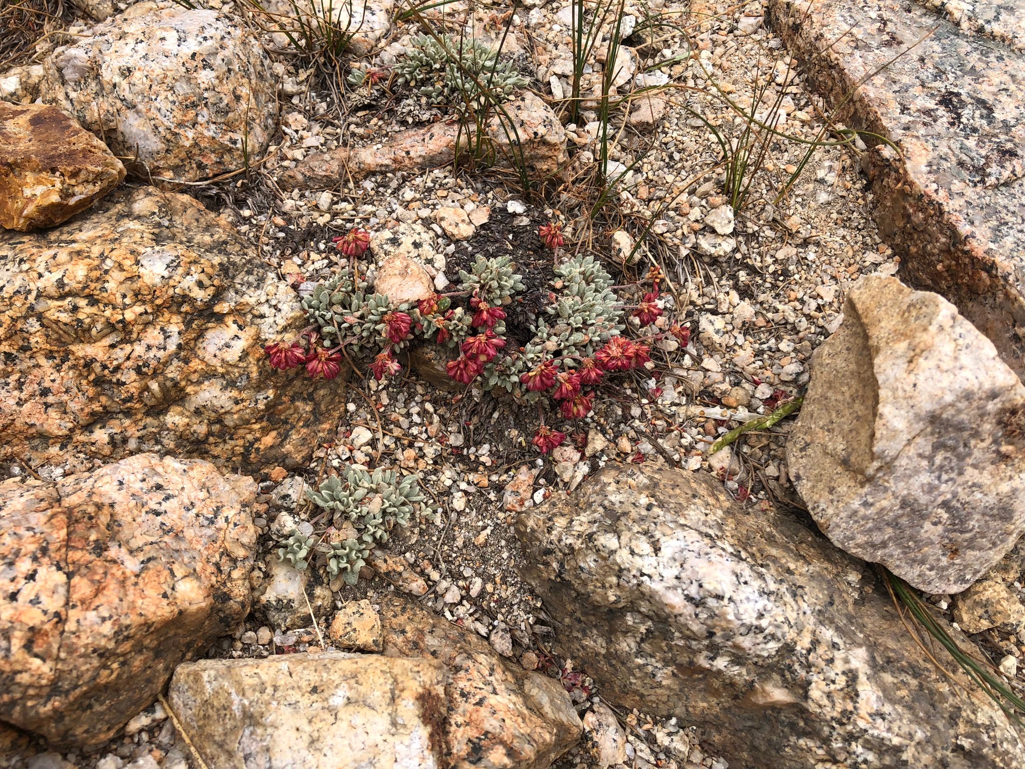 I Took Up Backpacking At Age 72 - And Now I'm Hooked 54 IMG 3925 1