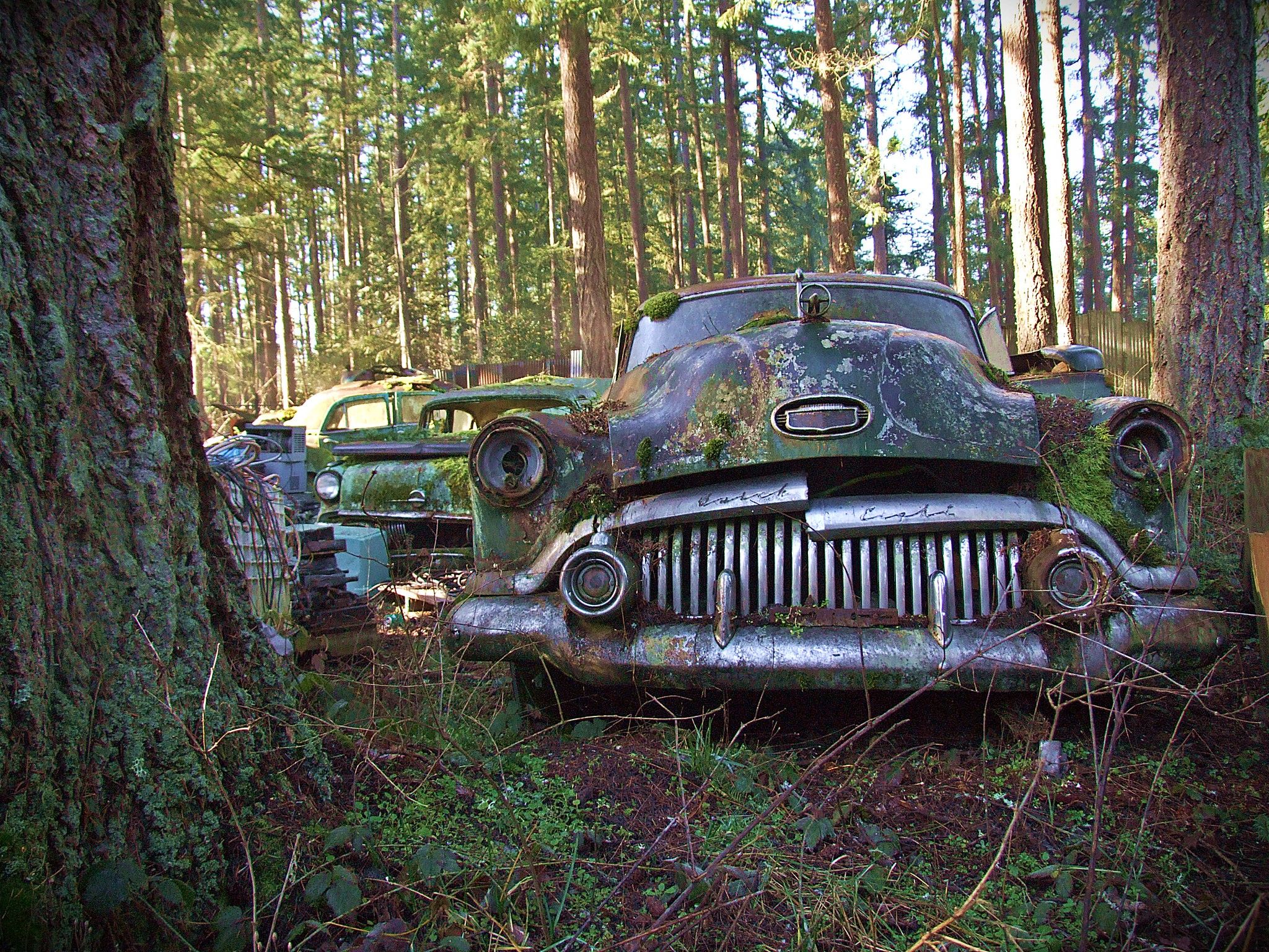 A 1952 Buick and 1957 Pontiac in an outdoor salvage yard. 