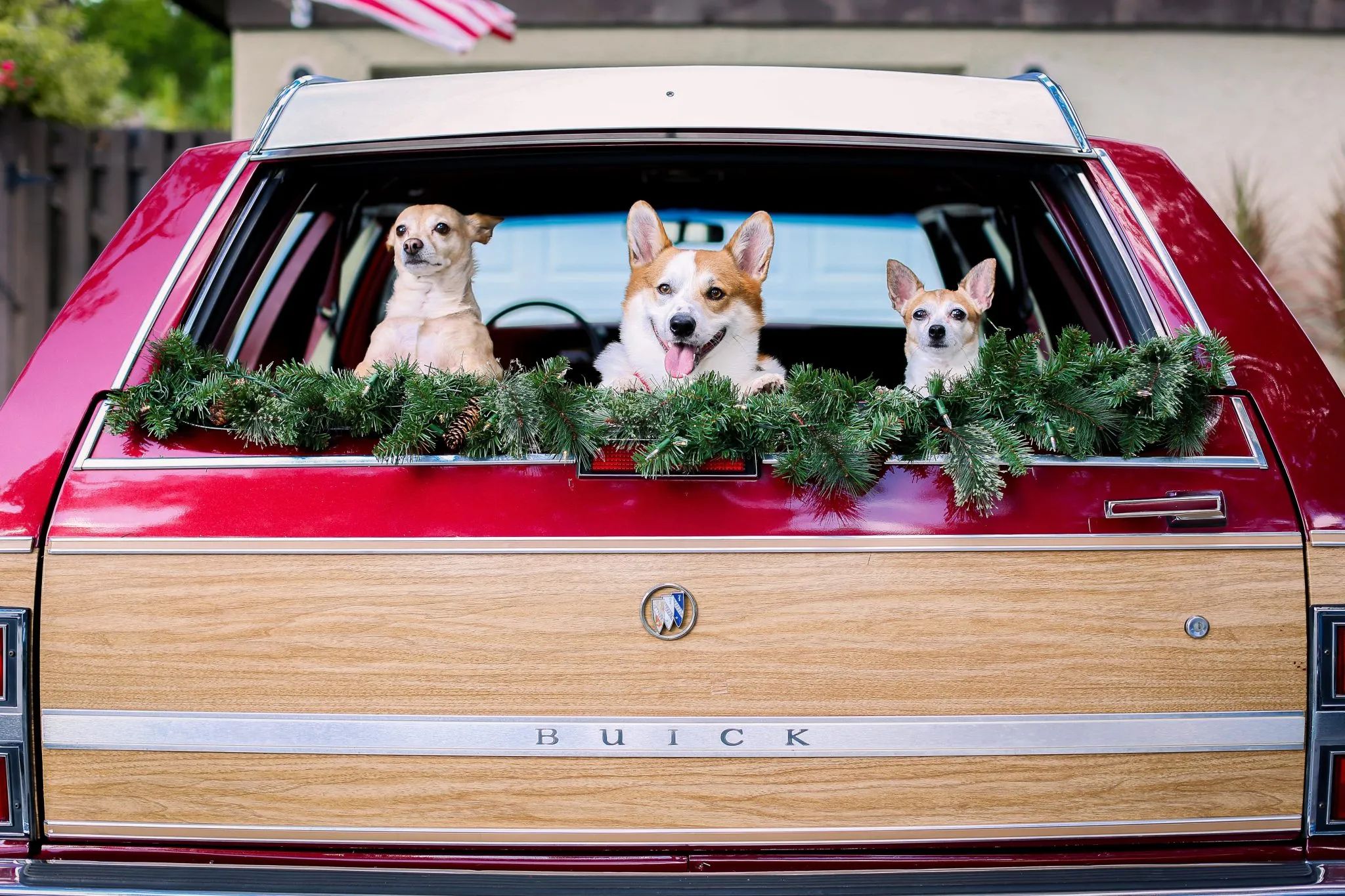 1990 Buick Estate Wagon: Luxurious Family Hauler The Old-Fashioned Way 34 Three happy-looking dogs in the open back window of a red 1990 Buick Estate Wagon