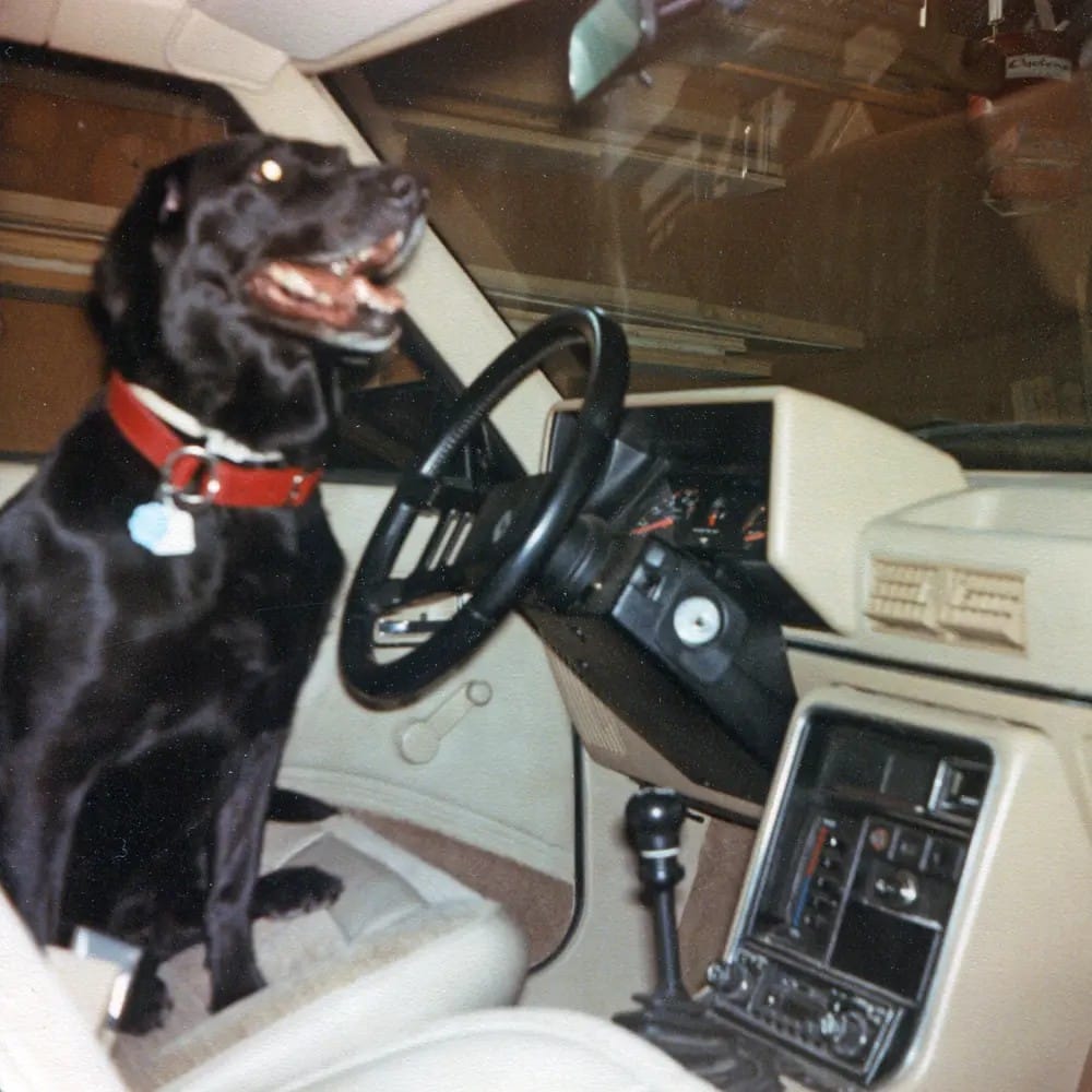 missy in renault