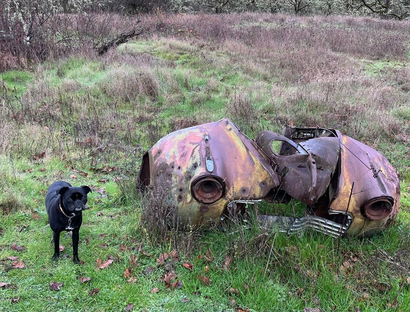 Trailside Classics: Wanda Is Stumped – Can You Help Her Out? 1 A black dog standing next to the rusted front end of an old car