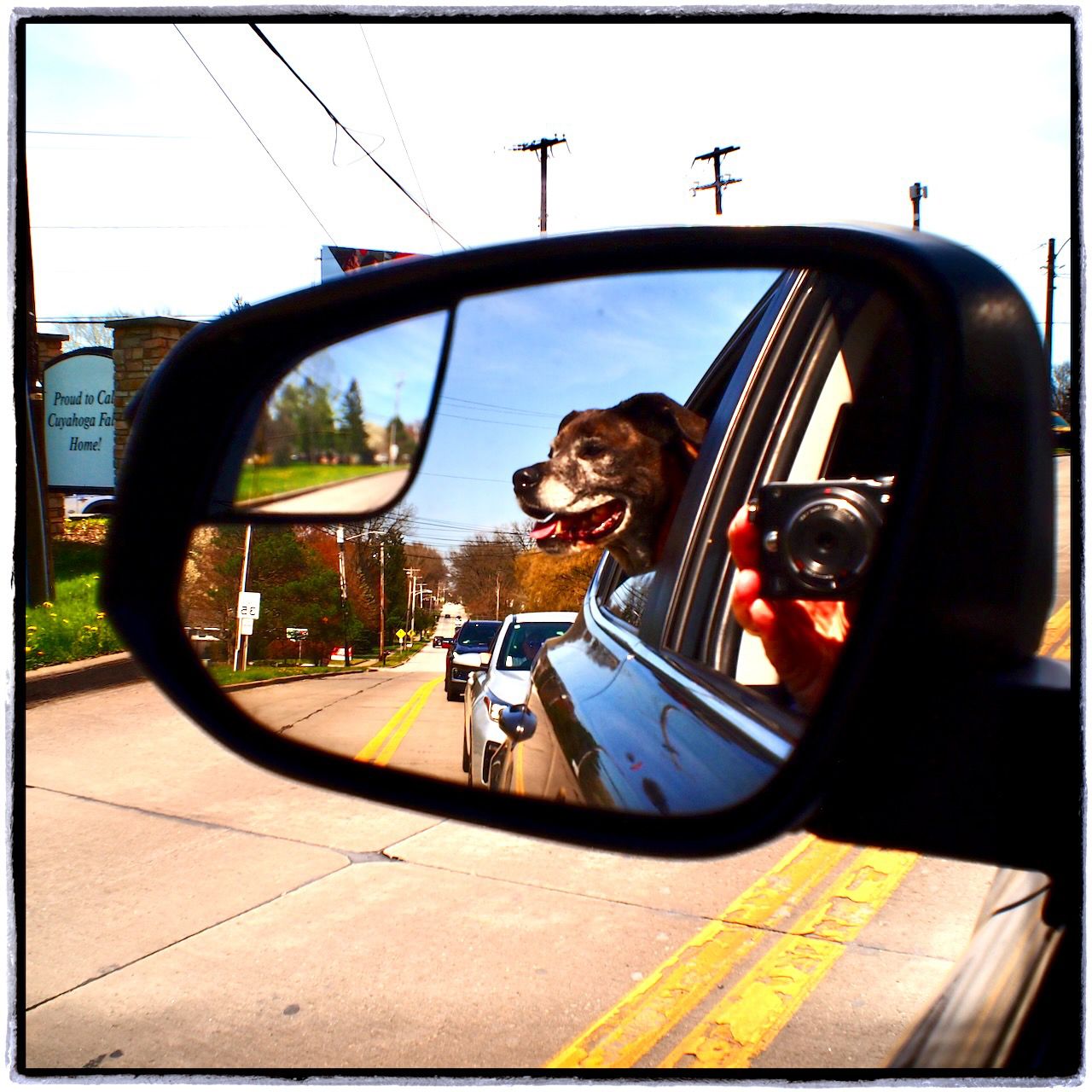 Our 2017 RAV4: Living With Our First SUV 8 2017 RAV4 with dog