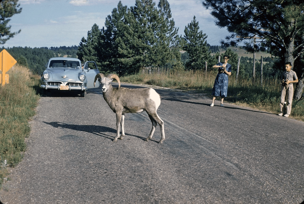 Roadside Moments: Sights and Cars In Vintage Photos -- 1950s-1960s 4 Captura de pantalla 2025 07 18 01.02.06