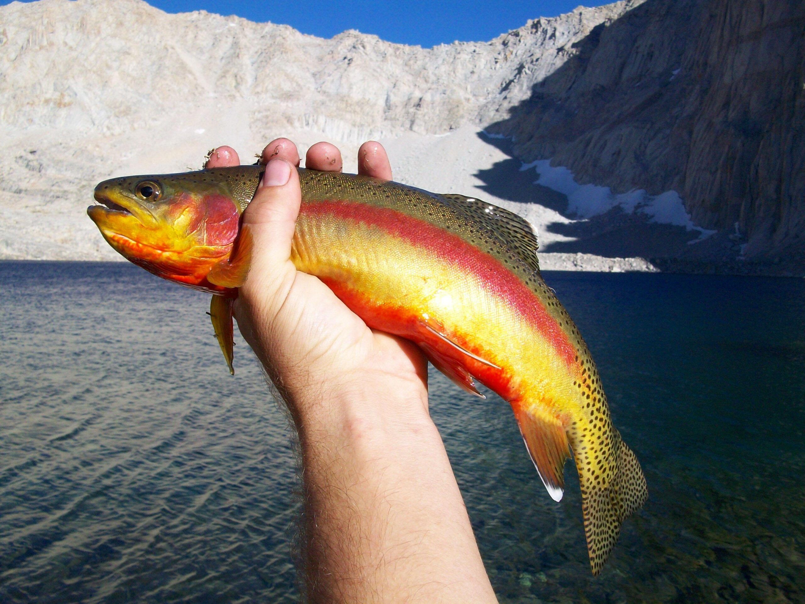 a golden trout scaled