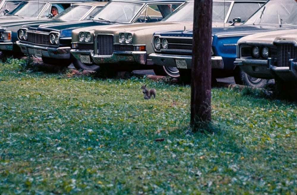 Classic Cars And Family Pets In Vintage Photos -- 1950s-1970s 15 Screenshot 20260519 230640