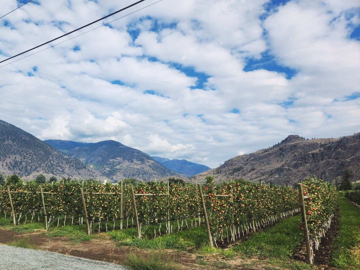 Strings of apple vines.