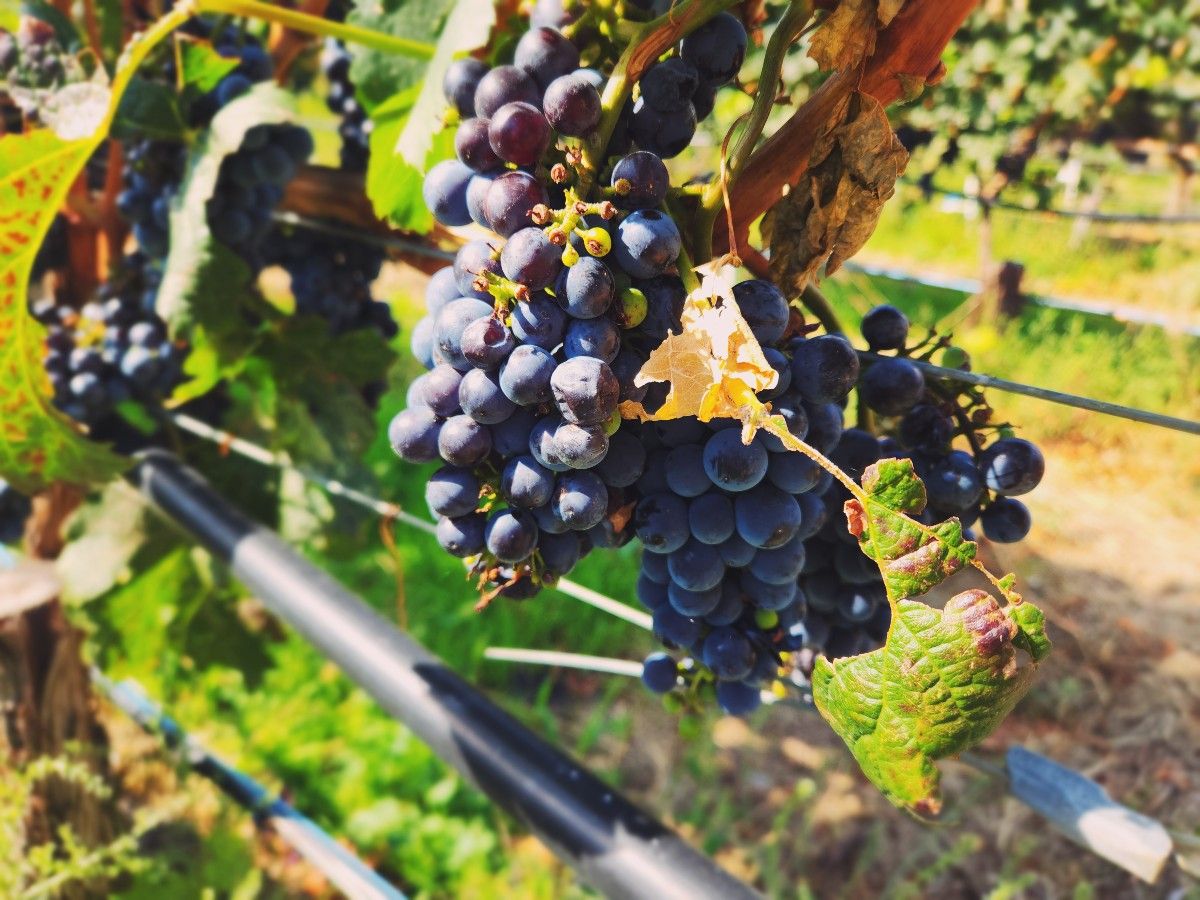 Grapes for wine.