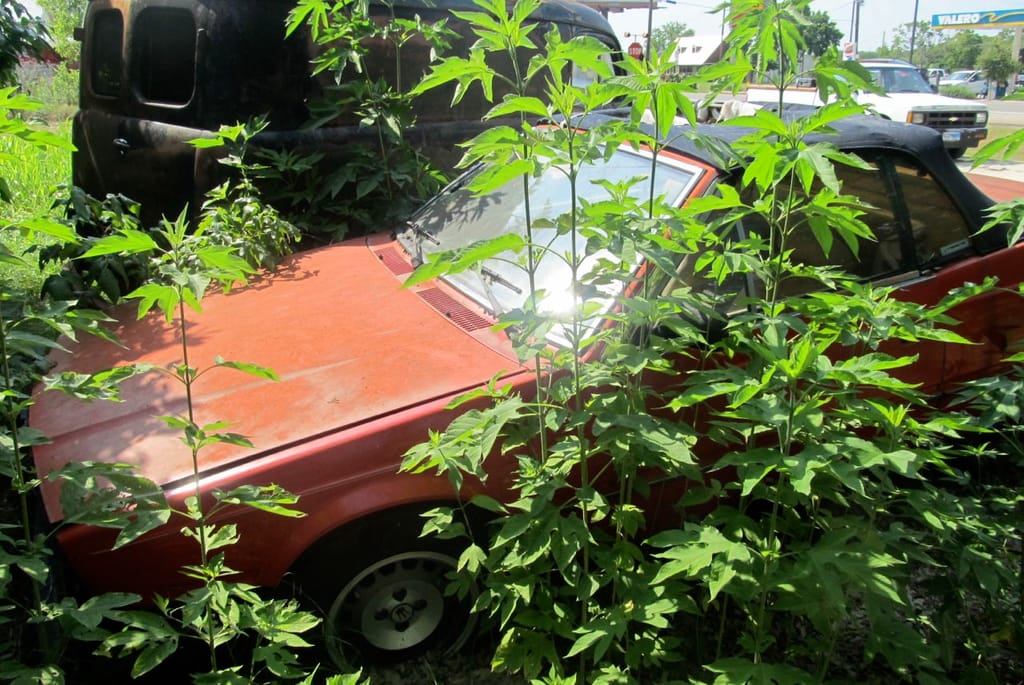 CC Outtake: Maserati BiTurbo - Slammed In The Weeds 1 In the weeds1