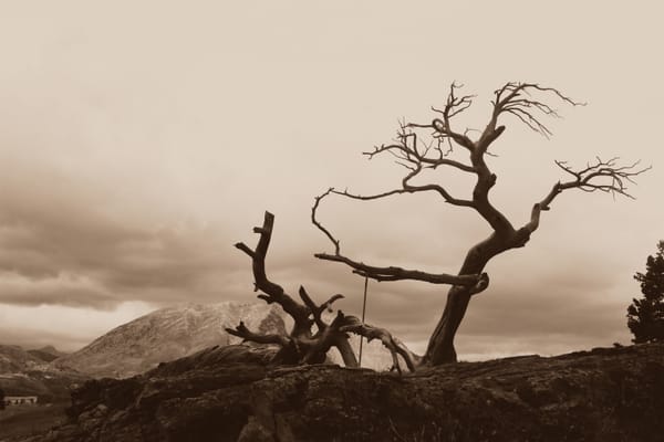 The Great Beater Challenge: Day 1, Part 1 - Off To A Slow Start 17 burmis-tree-1