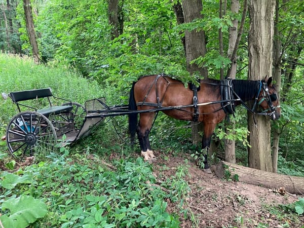 Bikes, Boats and Automobiles: Cycling the Erie Canal 2024 (Part 2) 28 IMG 0415